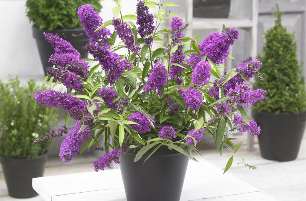 Butterfly Bush (Buddleja)