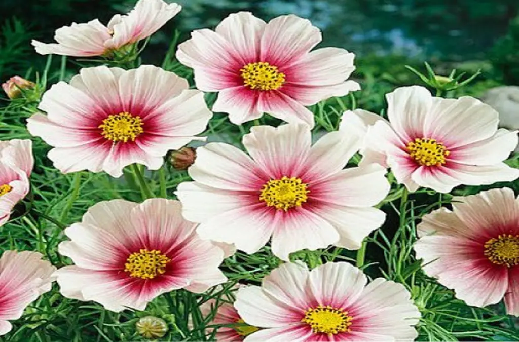 Cosmos' delicate flowers 