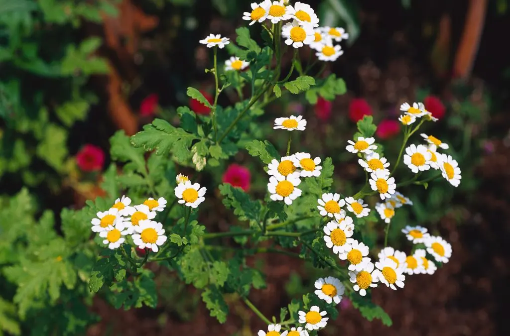 Feverfew: A Natural Mosquito Repellent with Medicinal Properties
