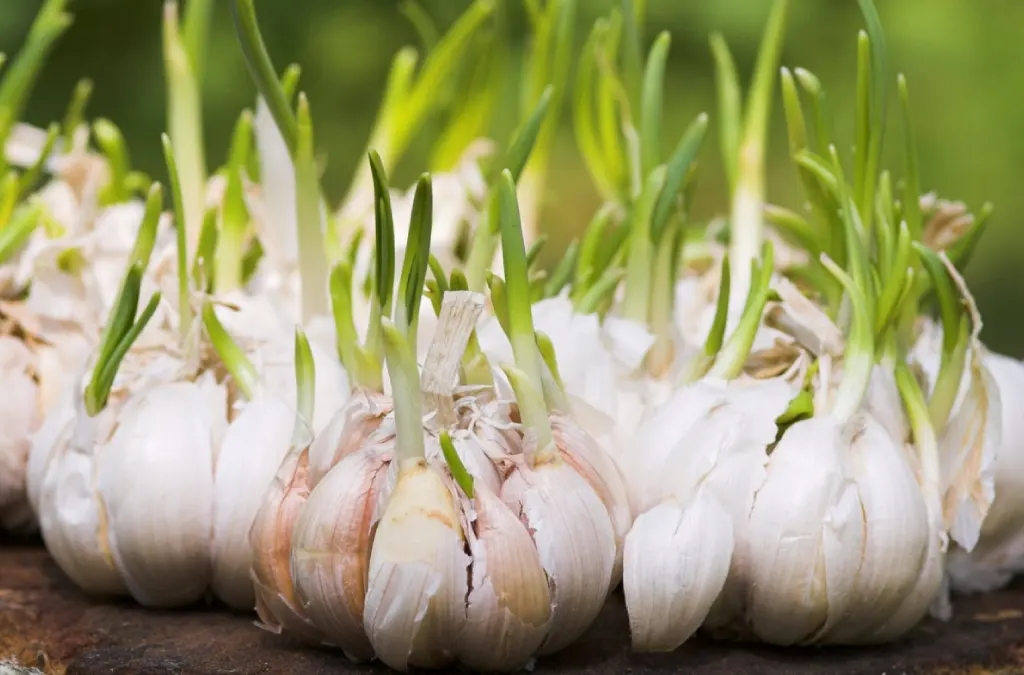 Garlic: Not Just for Cooking, but for Mosquito Control
