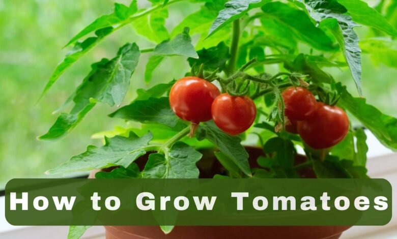 How to Grow Tomatoes