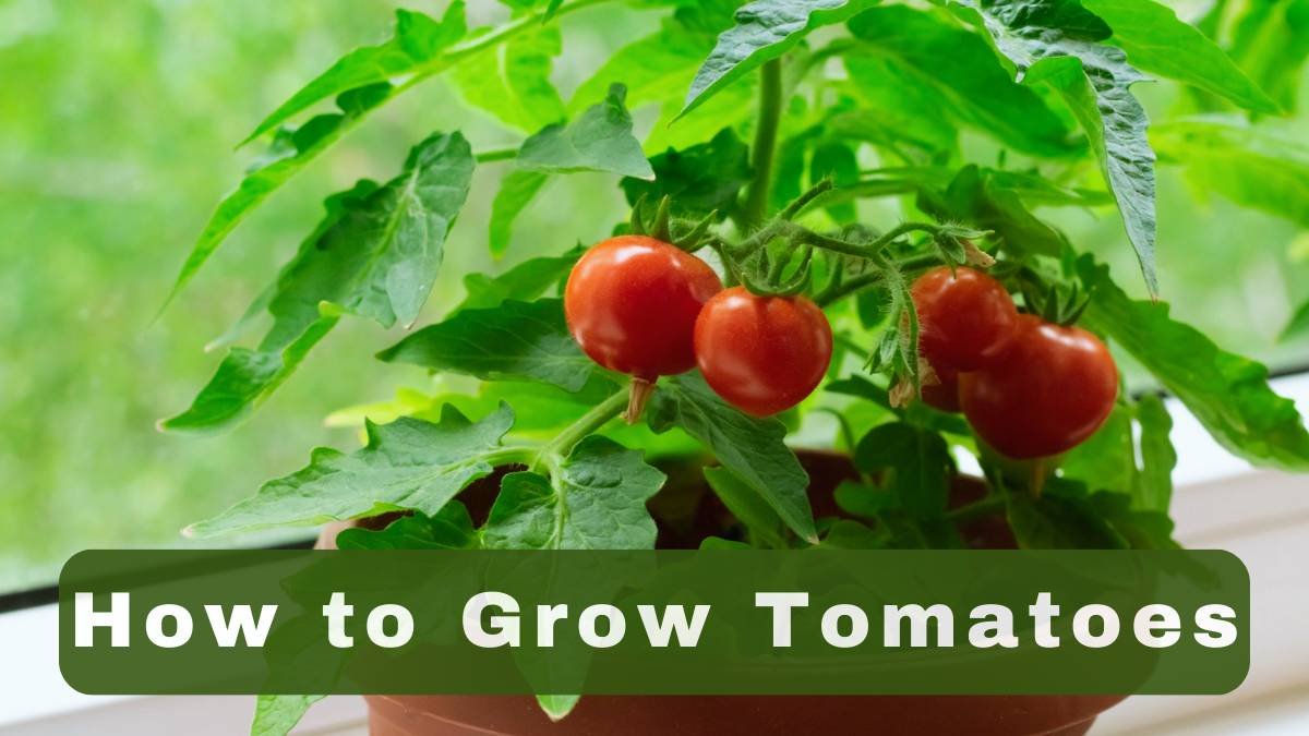 How to Grow Tomatoes