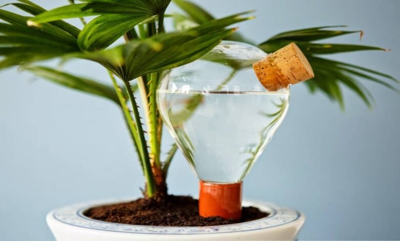 How to Water Plants While on Vacation