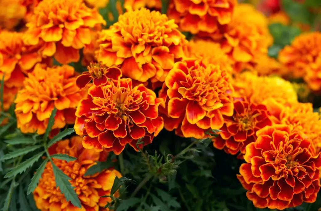 Marigolds’ cheerful blooms and aromatic foliage make them a popular choice for butterfly gardens. These easy-to-grow annuals attract butterflies with their vibrant colors and abundant nectar.

