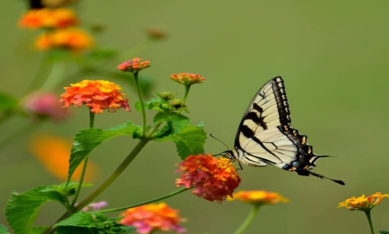 10 Best Flowers for Butterfly Gardens