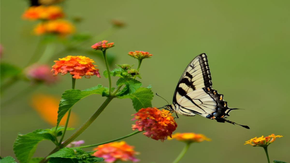 10 Best Flowers for Butterfly Gardens