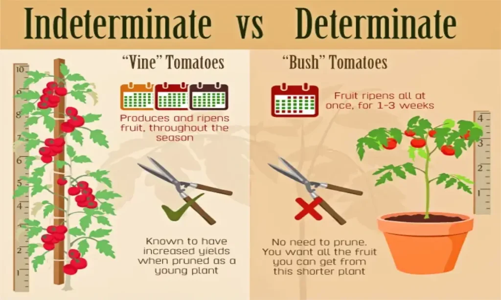 How to Grow Tomatoes