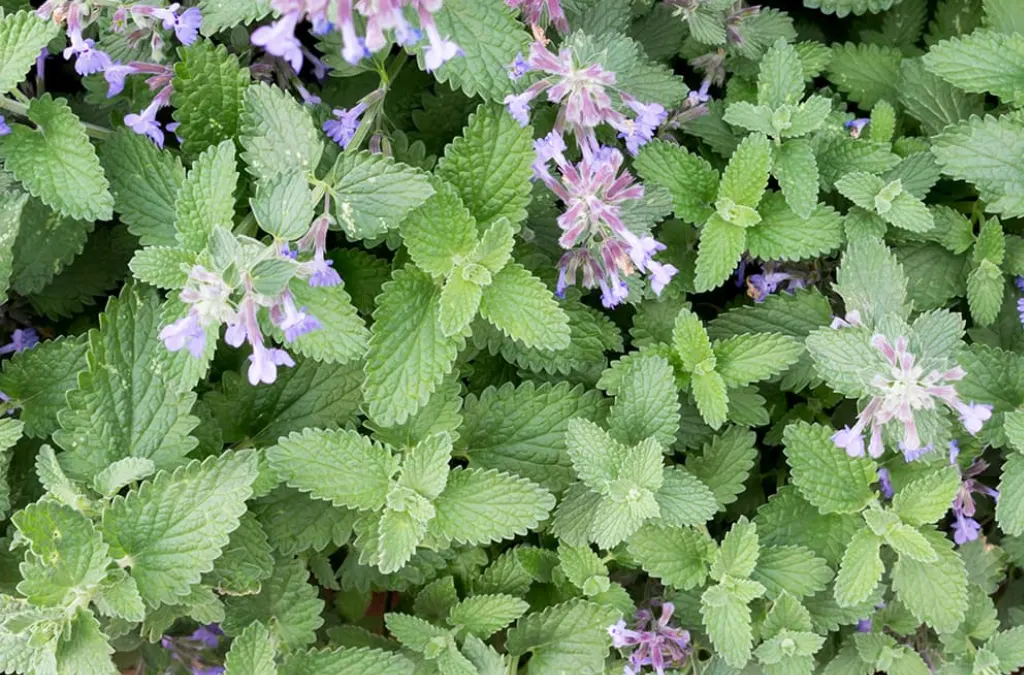 stem mosquito repellent
plants that deter mosquitoes
