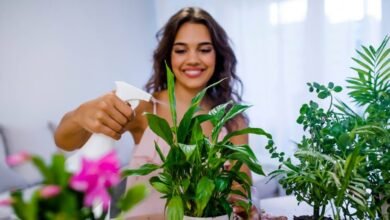 best indoor plants for oxygen