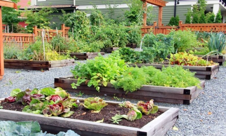 Top 10 Summer Veggies To Grow In A Raised Bed