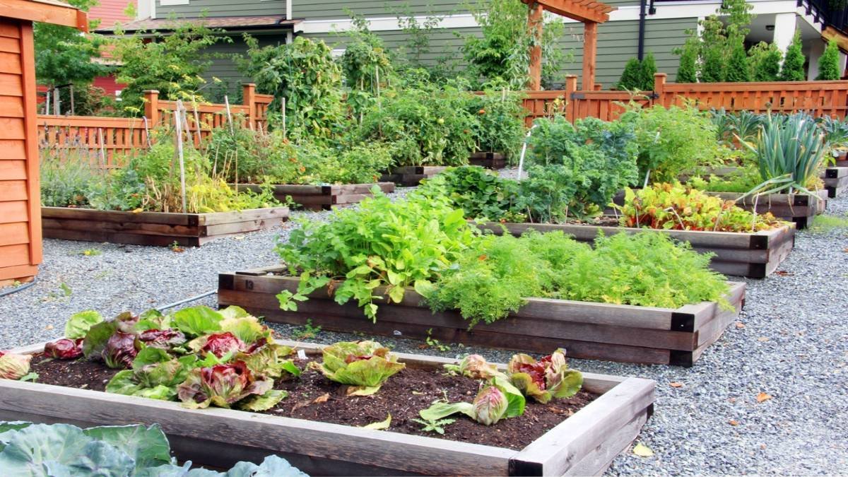 Top 10 Summer Veggies To Grow In A Raised Bed