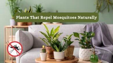 Plants That Repel Mosquitoes Naturally