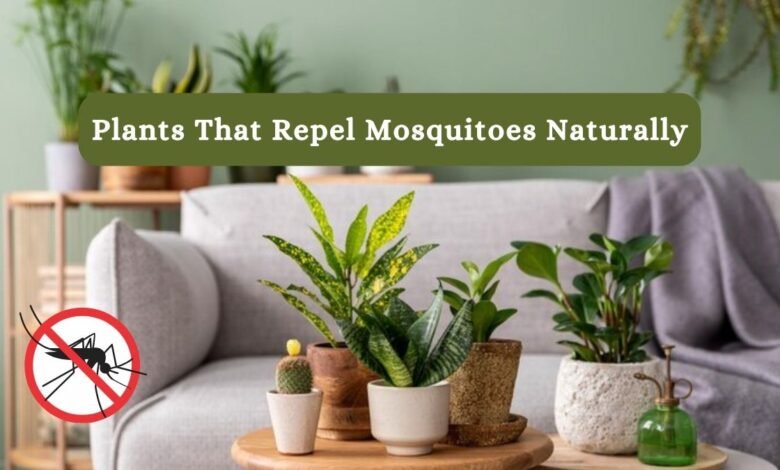 Plants That Repel Mosquitoes Naturally