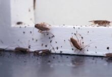 Say Goodbye to Cockroaches for Good: Natural Tricks for Prevention and Elimination