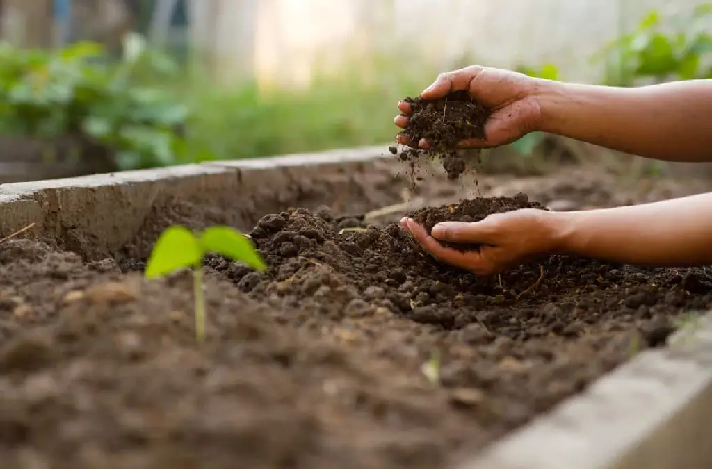 Soil Preparation and Planting Tips
