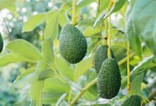 A Guide to Growing an Avocado Plant From Seed Indoors