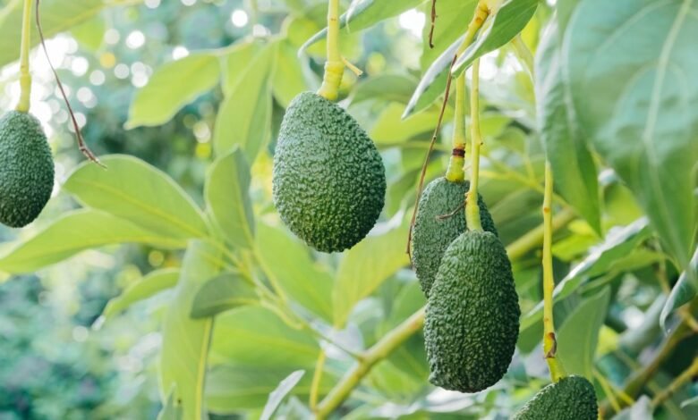 A Guide to Growing an Avocado Plant From Seed Indoors