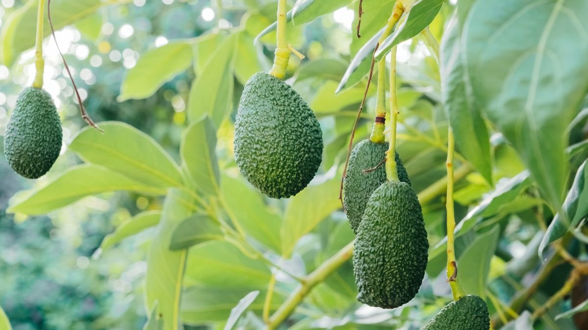 A Guide to Growing an Avocado Plant From Seed Indoors