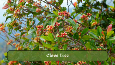 # Clove Tree: Cultivation, Hardiness & Benefits