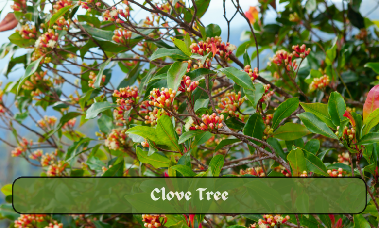 # Clove Tree: Cultivation, Hardiness & Benefits