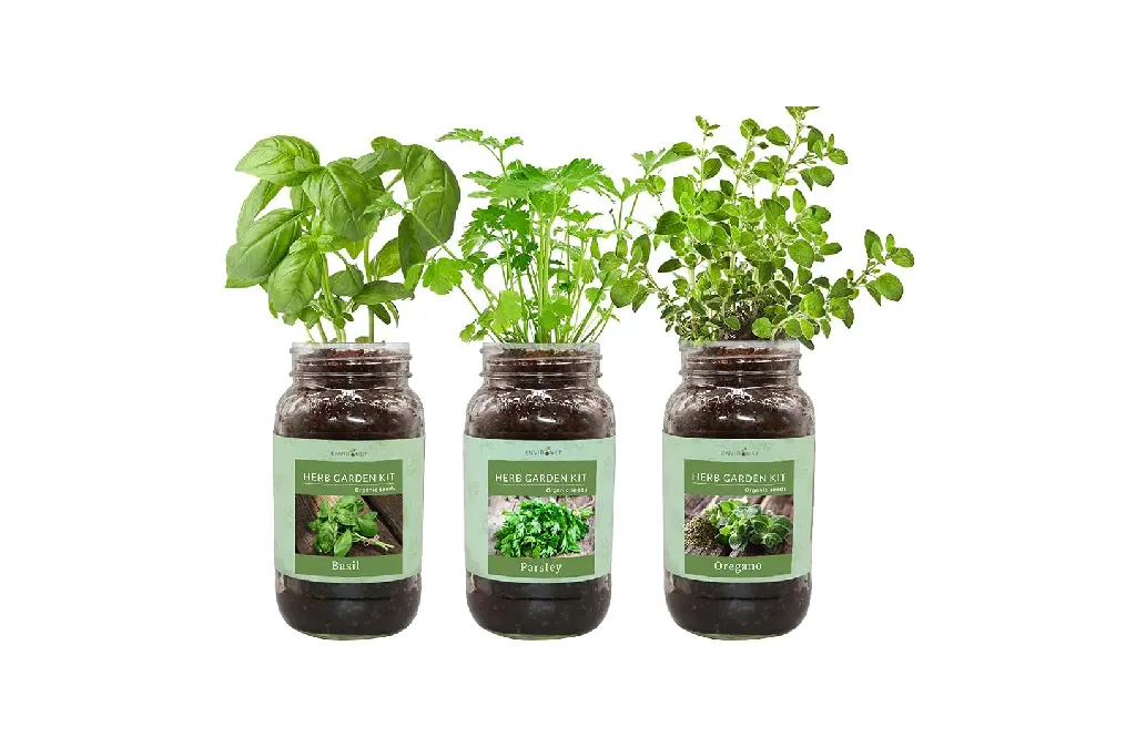 Mason Jar Indoor Herb Garden 