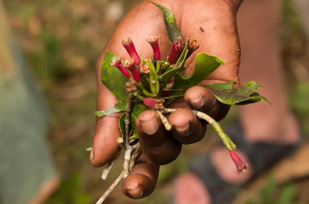 # Clove Tree: Cultivation, Hardiness & Benefits