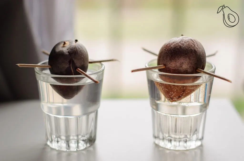 A Guide to Growing an Avocado Plant From Seed Indoors
