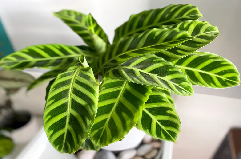 Safe Alternatives to Toxic Houseplants