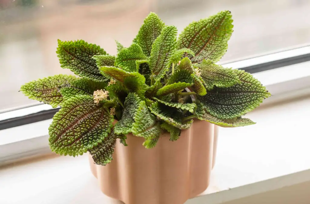 Safe Alternatives to Toxic Houseplants
