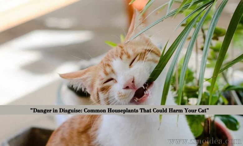 Houseplants Toxic to Cats