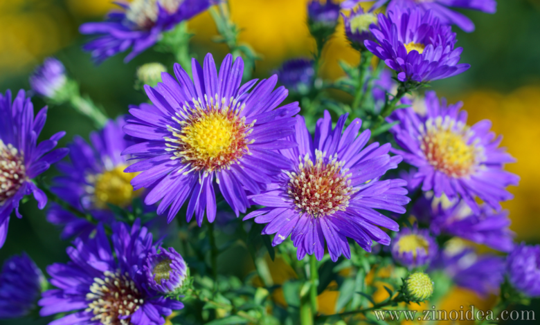 Planting Asters