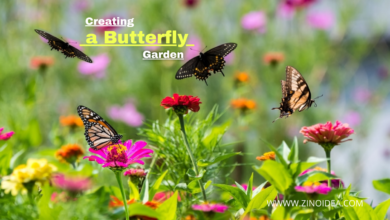 how to make a butterfly garden