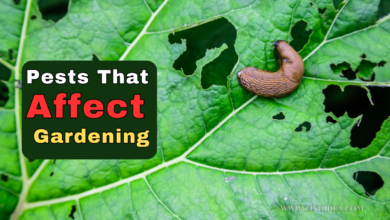 Pests That Affect Gardening