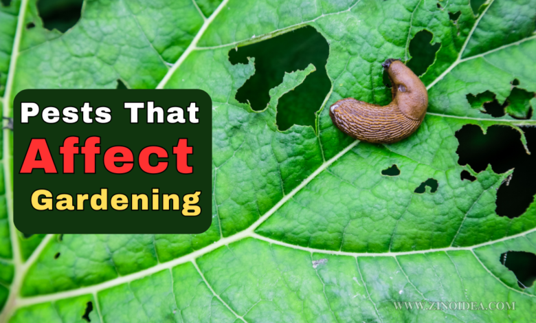 Pests That Affect Gardening