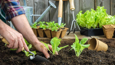 Starting Your Dream Garden: A Beginner’s Guide