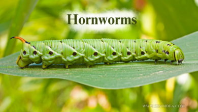 Hornworms