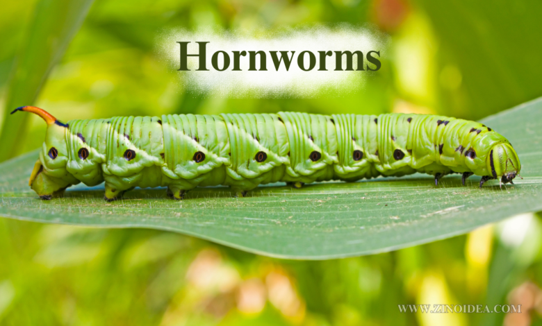 Hornworms