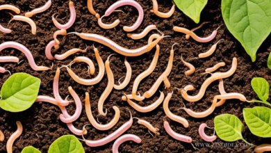 Nematodes for Slugs: Effective Pest Control Solution