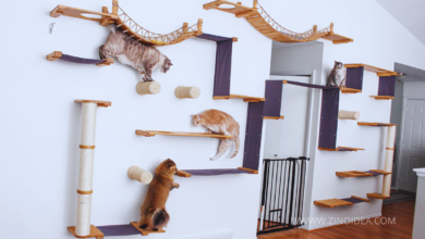 cat wall