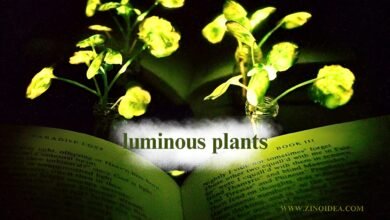 Luminous Plants